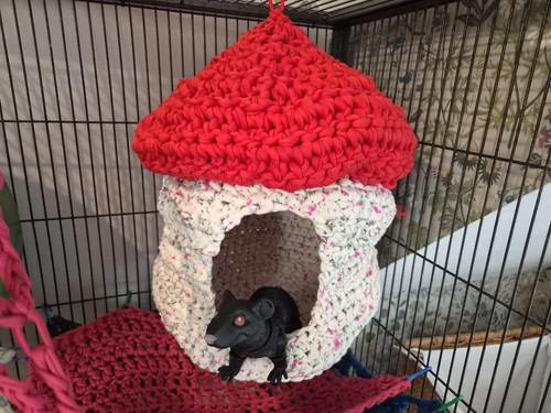 Large rat ferret mushroom